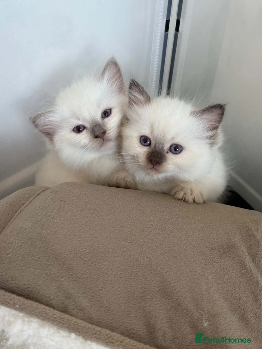 Ragdoll cats for sale: LAST KITTEN LEFT! Beautiful Ragdoll Kittens  - Advert 1