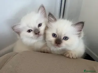 Ragdoll cats ✨ Beautiful Ragdoll Kittens ✨ - Advert 7