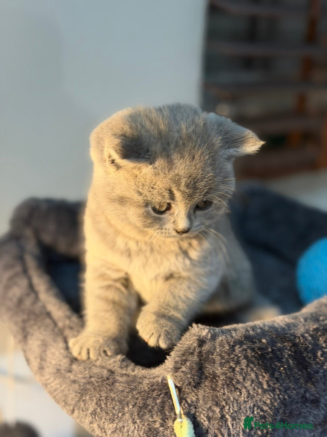 British Shorthair cats for sale: 🐾 British Shorthair × Scottish Straight Kittens - Advert 4