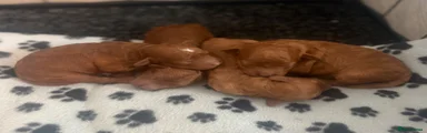 Cockapoo 2