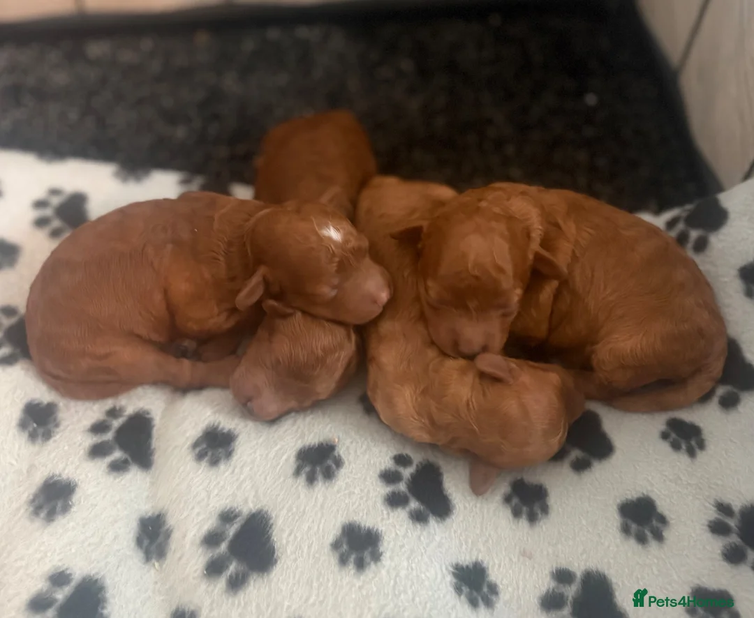 Cockapoo dogs for sale: ❤️TOY DEEP RED COCKAPOOS❤️ - Advert 6