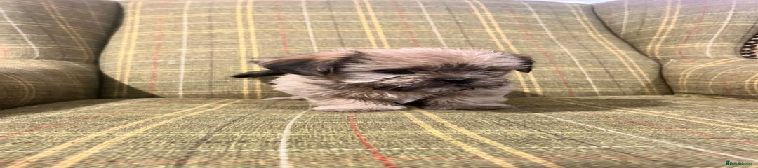 Shorkie Puppy 2