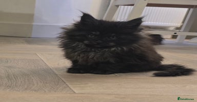 Maine Coon cats - Advert 14