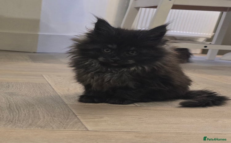 Maine Coon cats - Advert 3