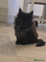 Maine Coon cats - Advert 5