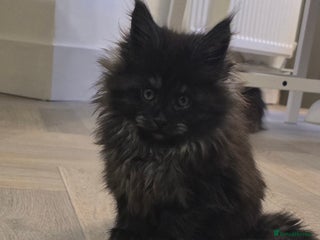 Maine Coon cats - Advert 5