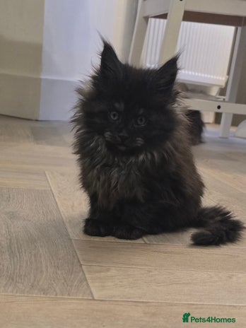 Maine Coon cats - Advert 3