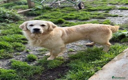 Golden Retriever dogs for stud: ⭐️ KC health tested chunky boy ⭐️ in Leicester - Image 3