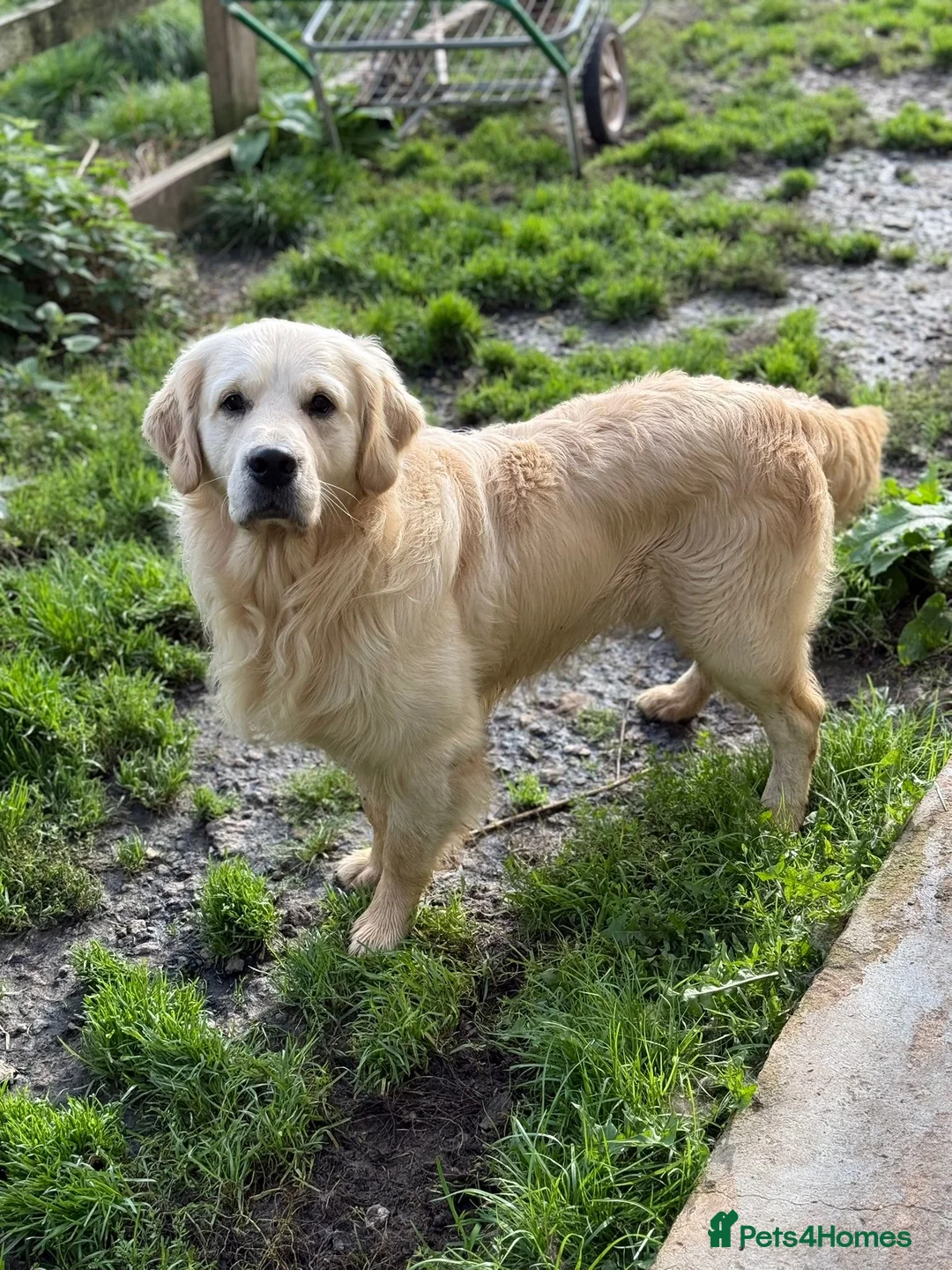 Golden Retriever dogs for stud: ⭐️ KC health tested chunky boy ⭐️ in Leicester - Advert 1