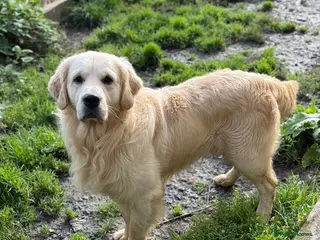 Golden Retriever dogs ⭐️ KC health tested chunky boy ⭐️ in Leicester - Advert 16
