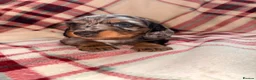 Dachshund dogs for sale: Quality Dachunds - Advert 9
