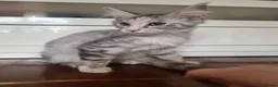 Maine Coon cats for sale: Beautiful Maine Coon Kittens READY TO LEAVE - Advert 4