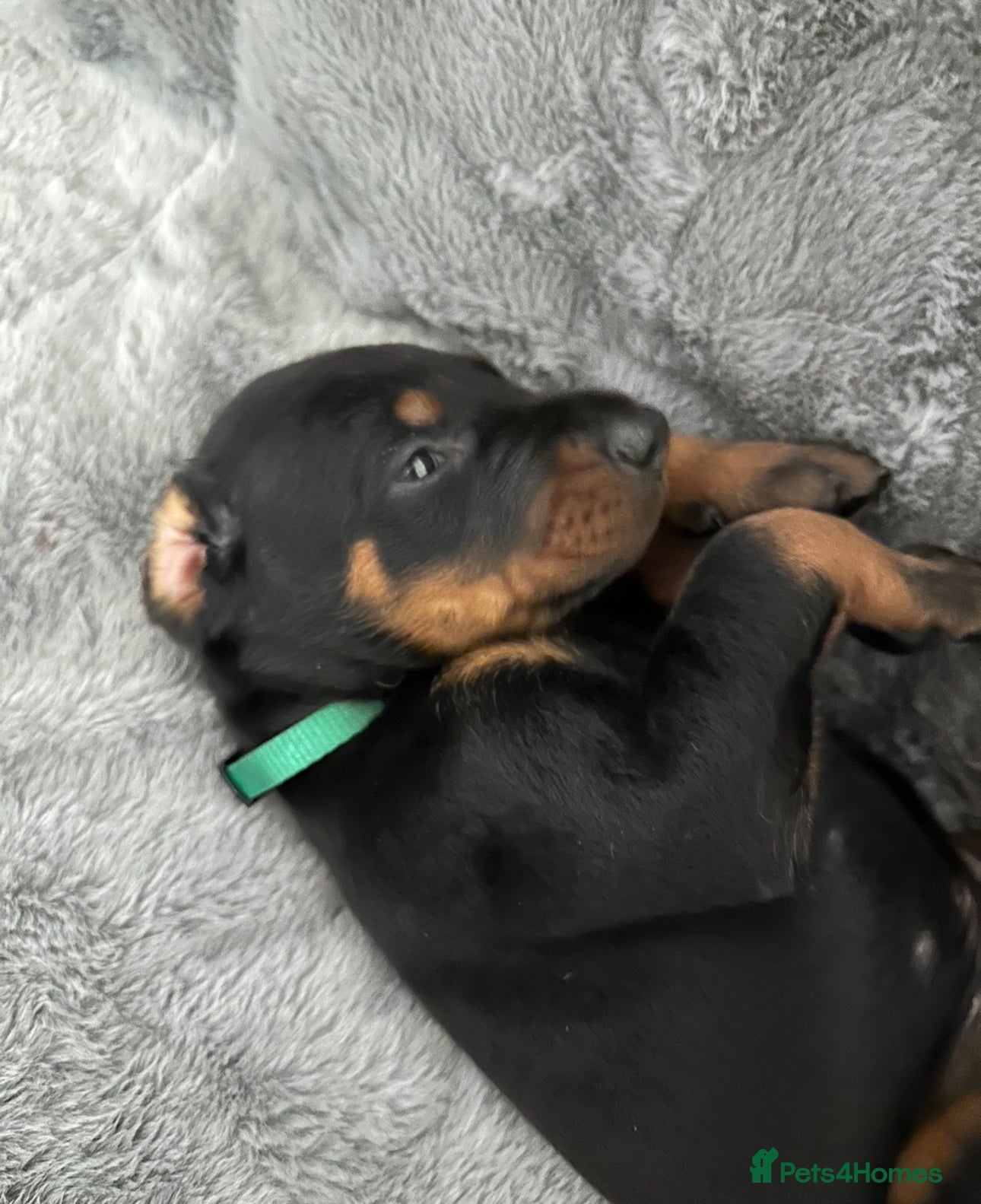 Dobermann dogs Amazing Dobermann puppies.  - Advert 1
