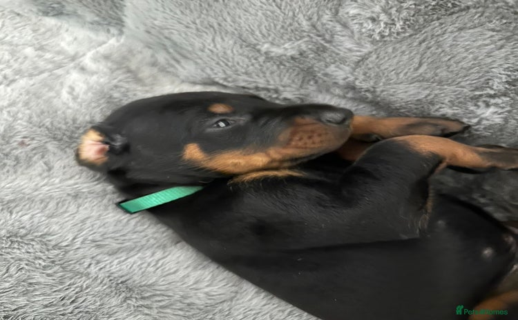 Dobermann dogs Amazing Dobermann puppies.  - Advert 5