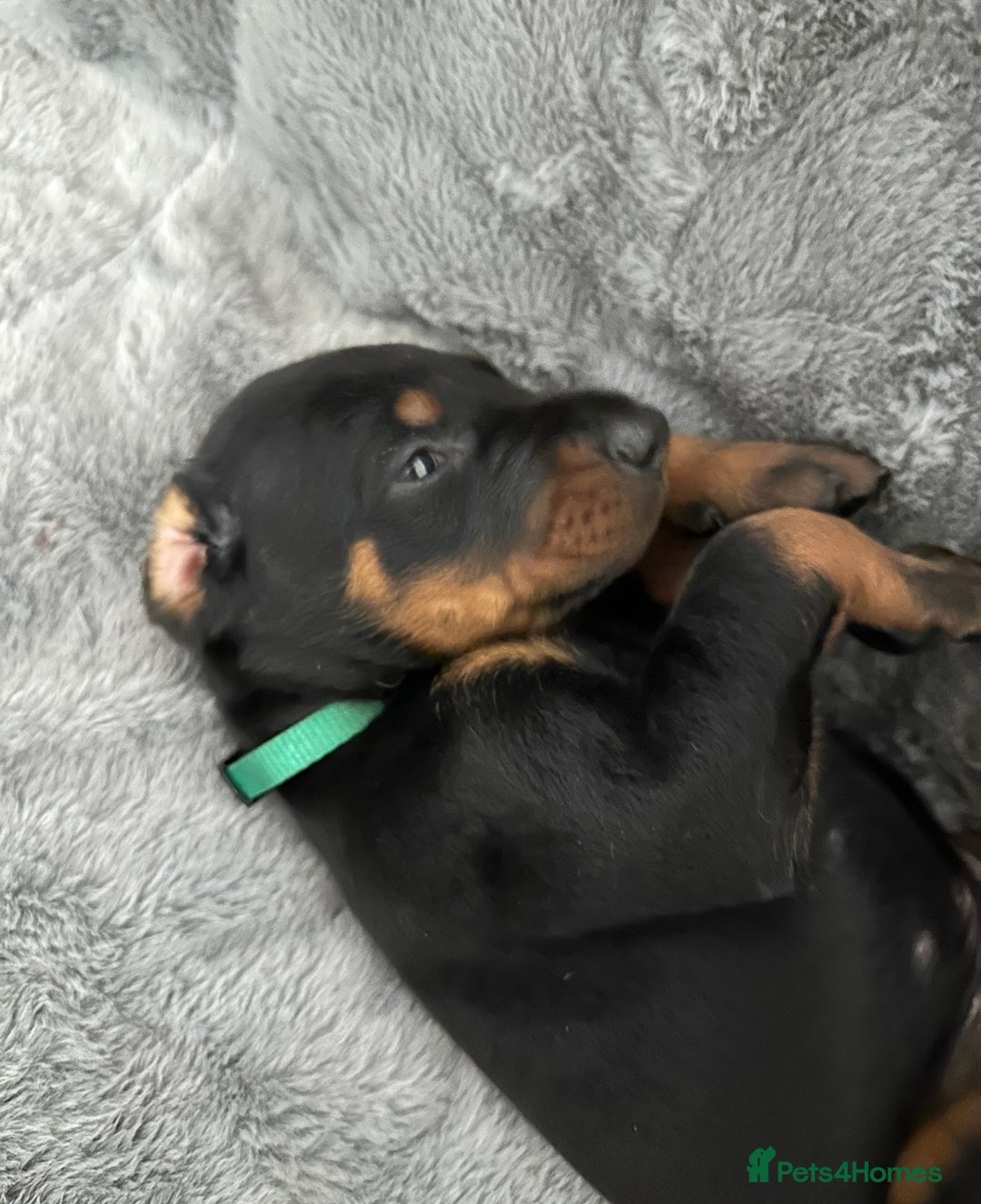 Dobermann dogs for sale: Amazing Dobermann puppies.  - Advert 1