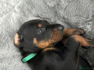 Dobermann dogs Amazing Dobermann puppies. - Advert 3