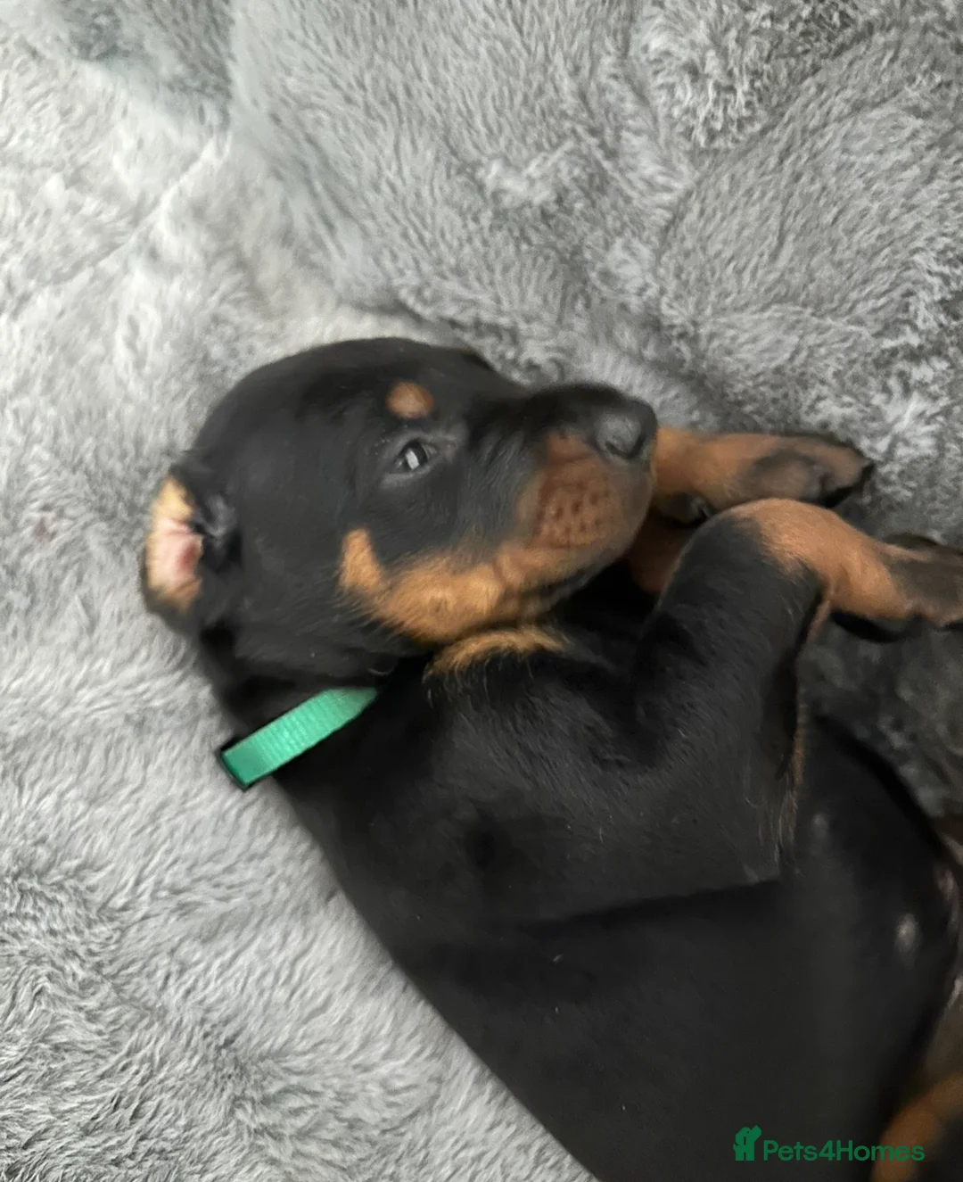 Dobermann dogs for sale: Amazing Dobermann puppies.  - Advert 1