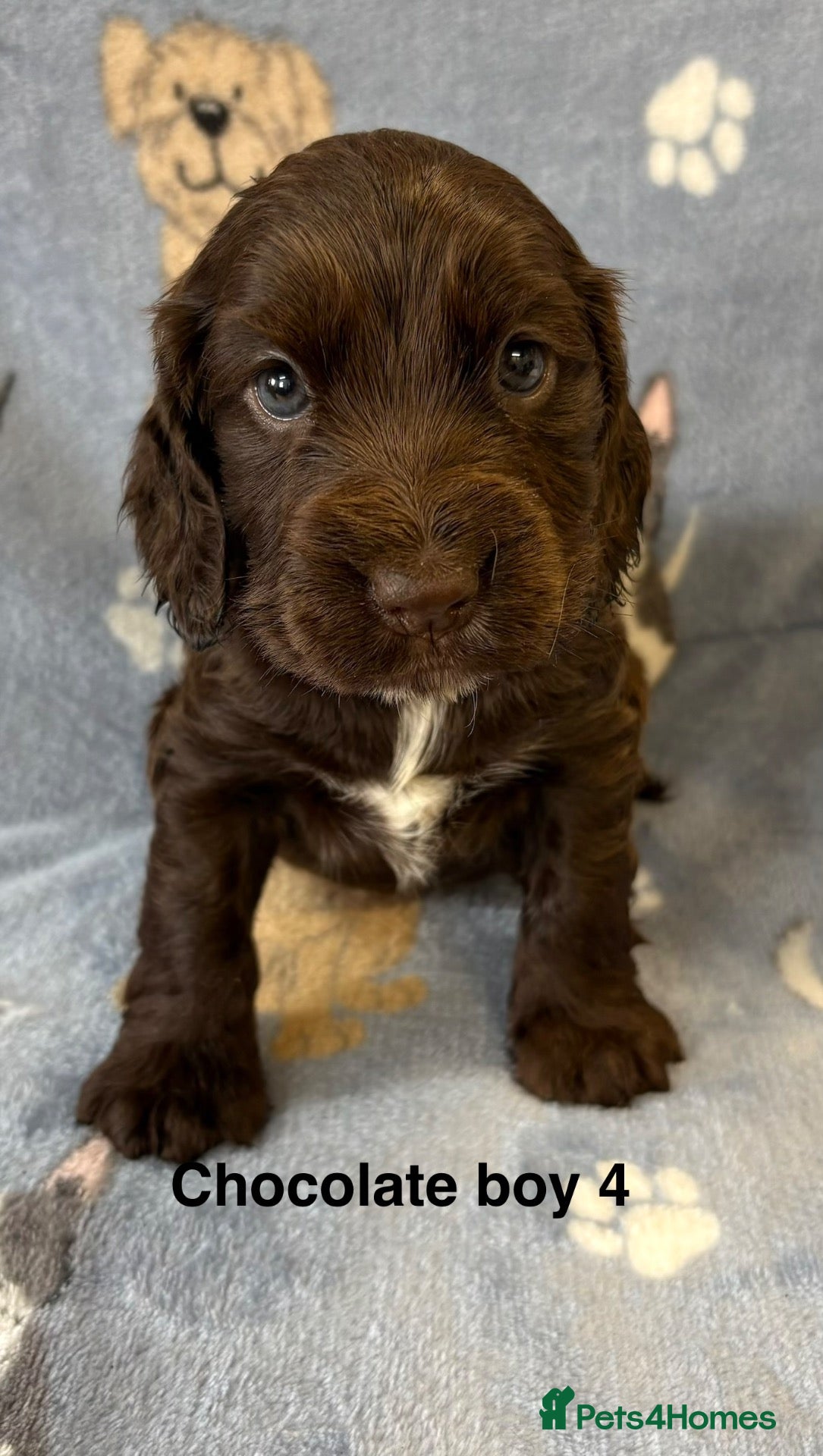 Cocker Spaniel dogs Stunning cocker spaniel puppies  - Advert 1