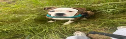 Mixed Breed dogs for sale: Staffy cross American Bulldog needs rehoming  - Advert 7