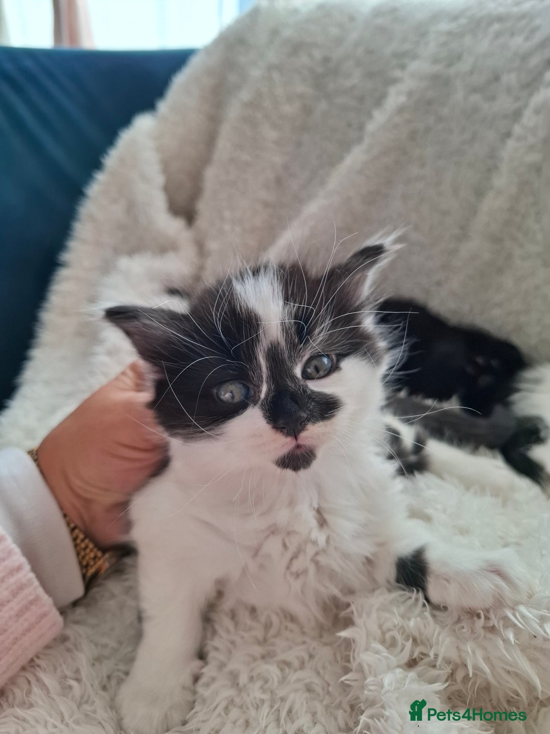 Mixed Breed cats for sale: Tabby/British short hair - Advert 13