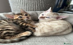 Bengal cats for stud: Beautiful bengal for stud in Hull - Image 9