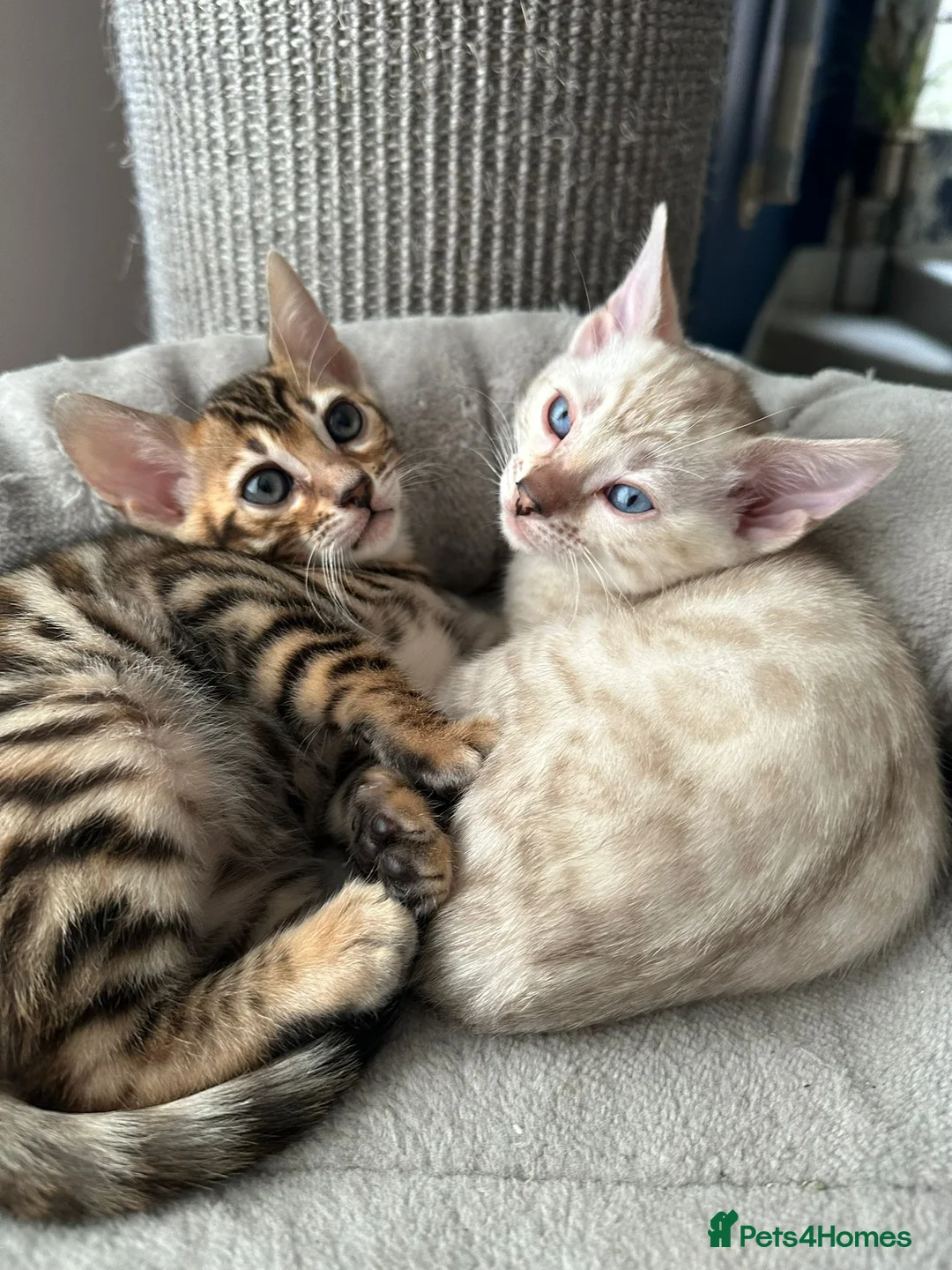 Bengal cats for stud: Beautiful bengal for stud in Hull - Advert 9