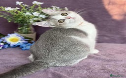 British Shorthair cats for sale: OPEN TO OFFERS TICA registered BSH kittens - Image 8