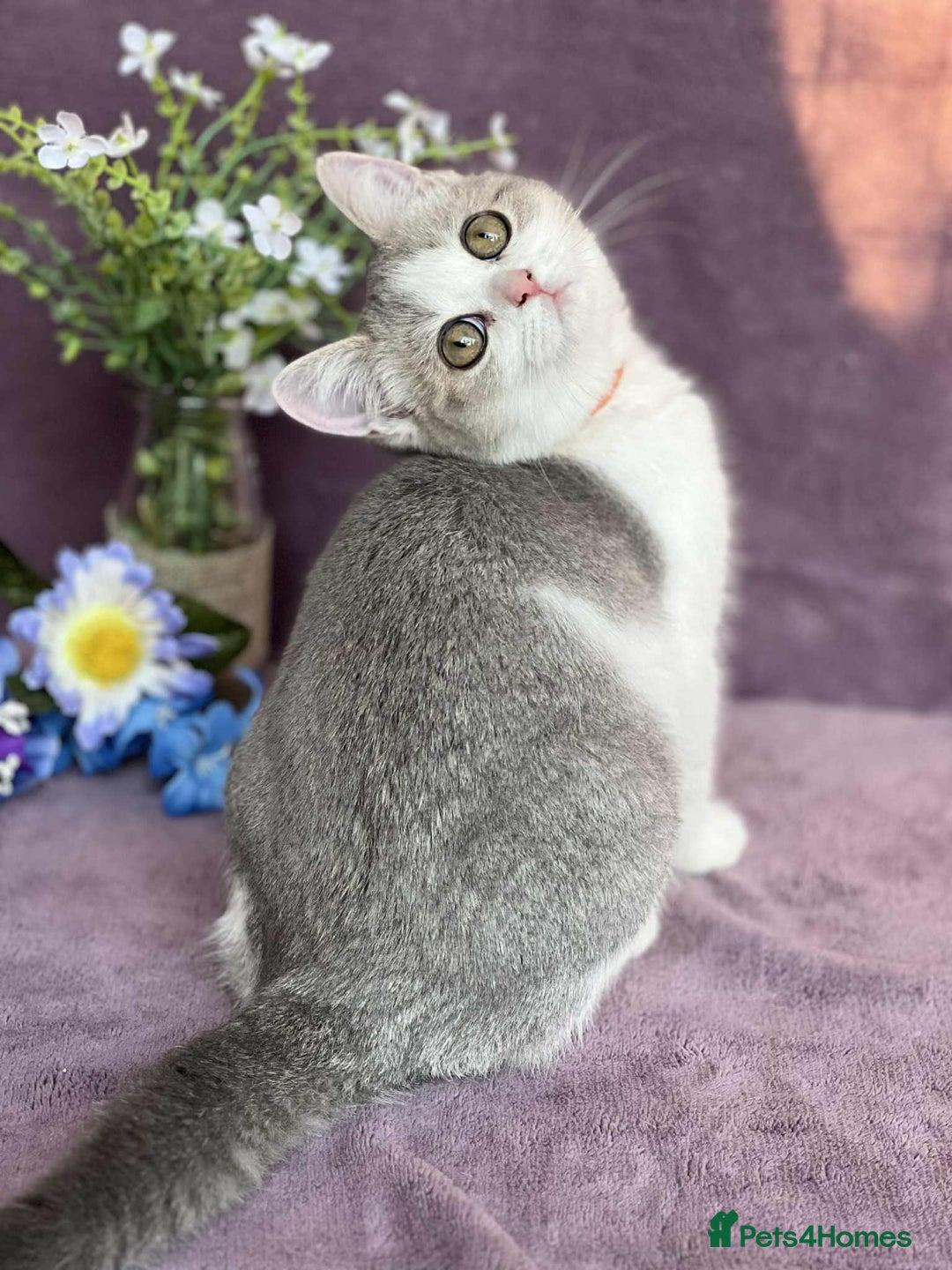 British Shorthair cats for sale: OPEN TO OFFERS TICA registered BSH kittens - Image 8