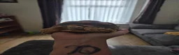 Tortoise reptiles for sale: Beautifull sulcata female  in Mountain Ash - Advert 2