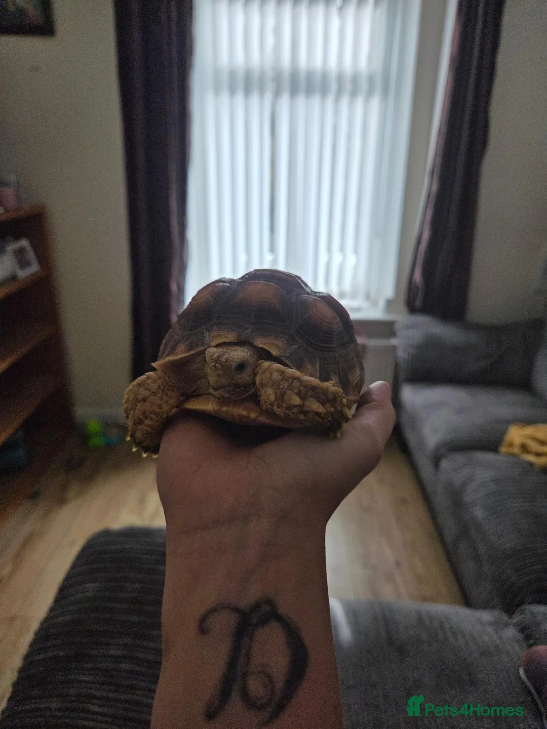 Tortoise reptiles for sale: Beautifull sulcata female  in Mountain Ash - Advert 2