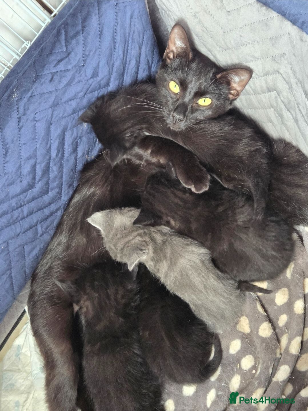 Mixed Breed cats 3 boys and 1 girl looking for  loving home - Advert 1