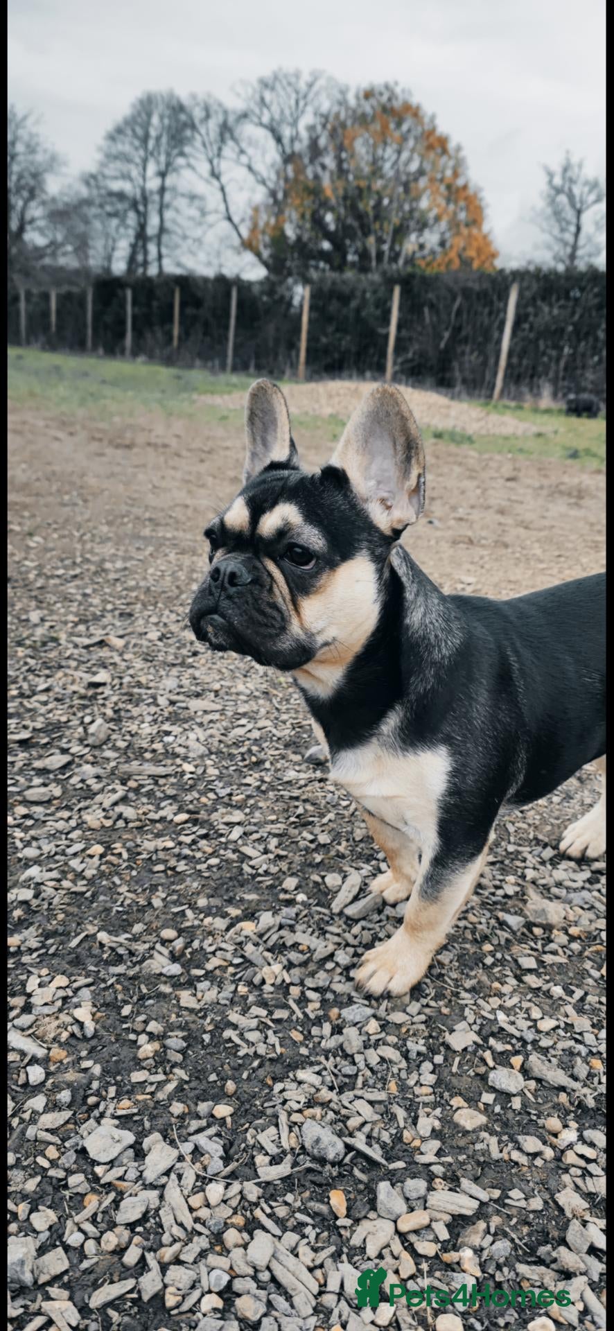 French Bulldog dogs Beautiful French Bulldog puppies 🐶 - Advert 2