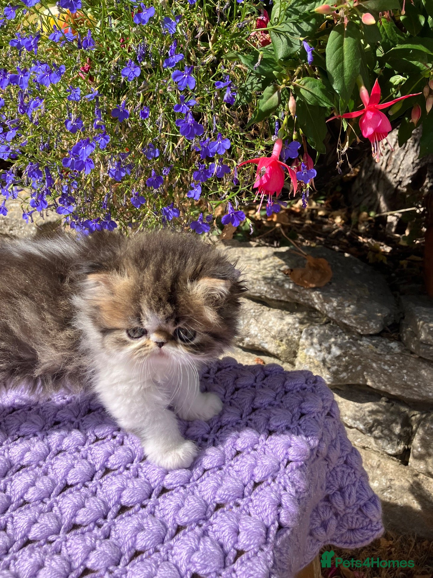 Persian cats Cute GCCF registered Persian Kitten - Advert 3