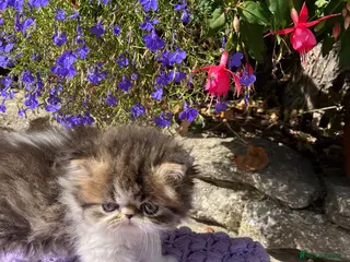 Persian cats Cute GCCF registered Persian Kitten - Advert 3