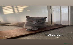Mixed Breed cats for sale: 🐾 British Short Hair X Ragdoll Kittens 🐾 - Image 17