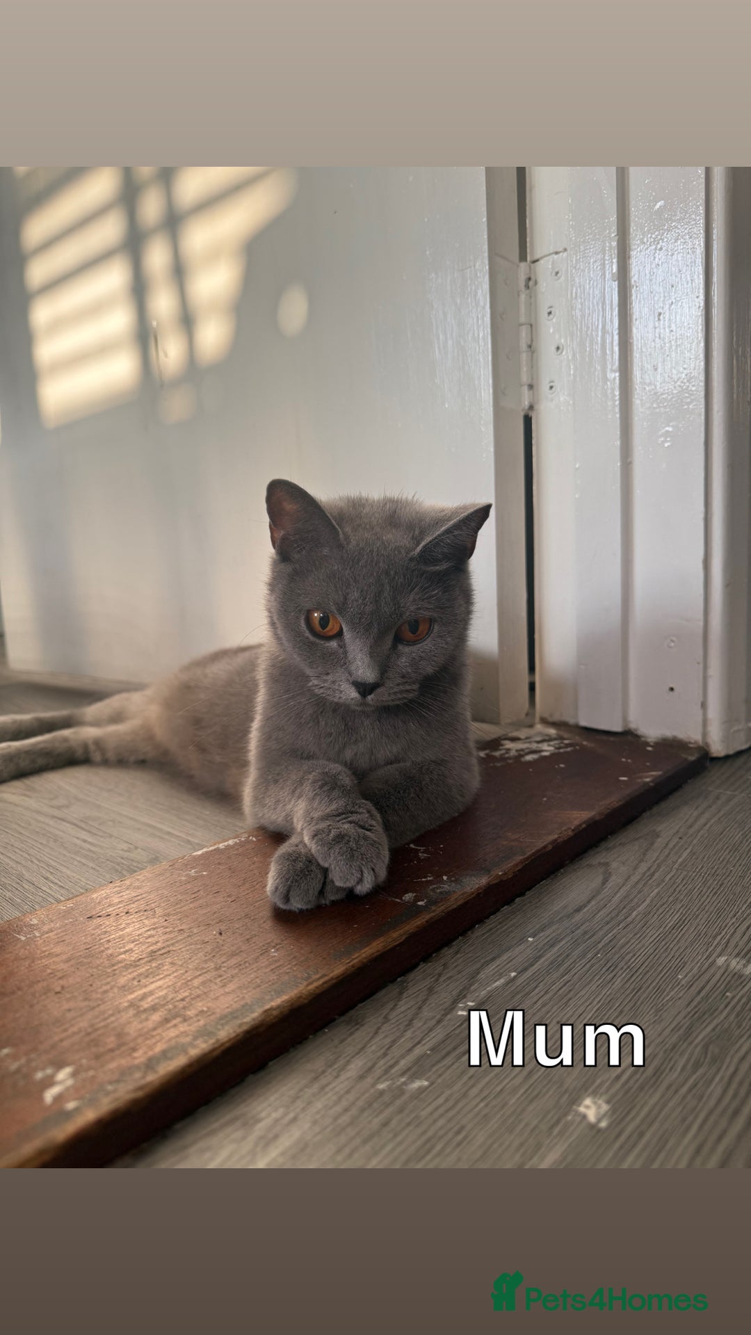 Mixed Breed cats for sale: 🐾 British Short Hair X Ragdoll Kittens 🐾 - Image 17