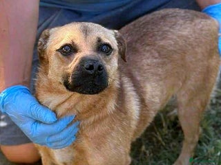 Mixed Breed dogs 🐾 Sweet Duggie – a tiny boy who melts hearts 💛 - Advert 13