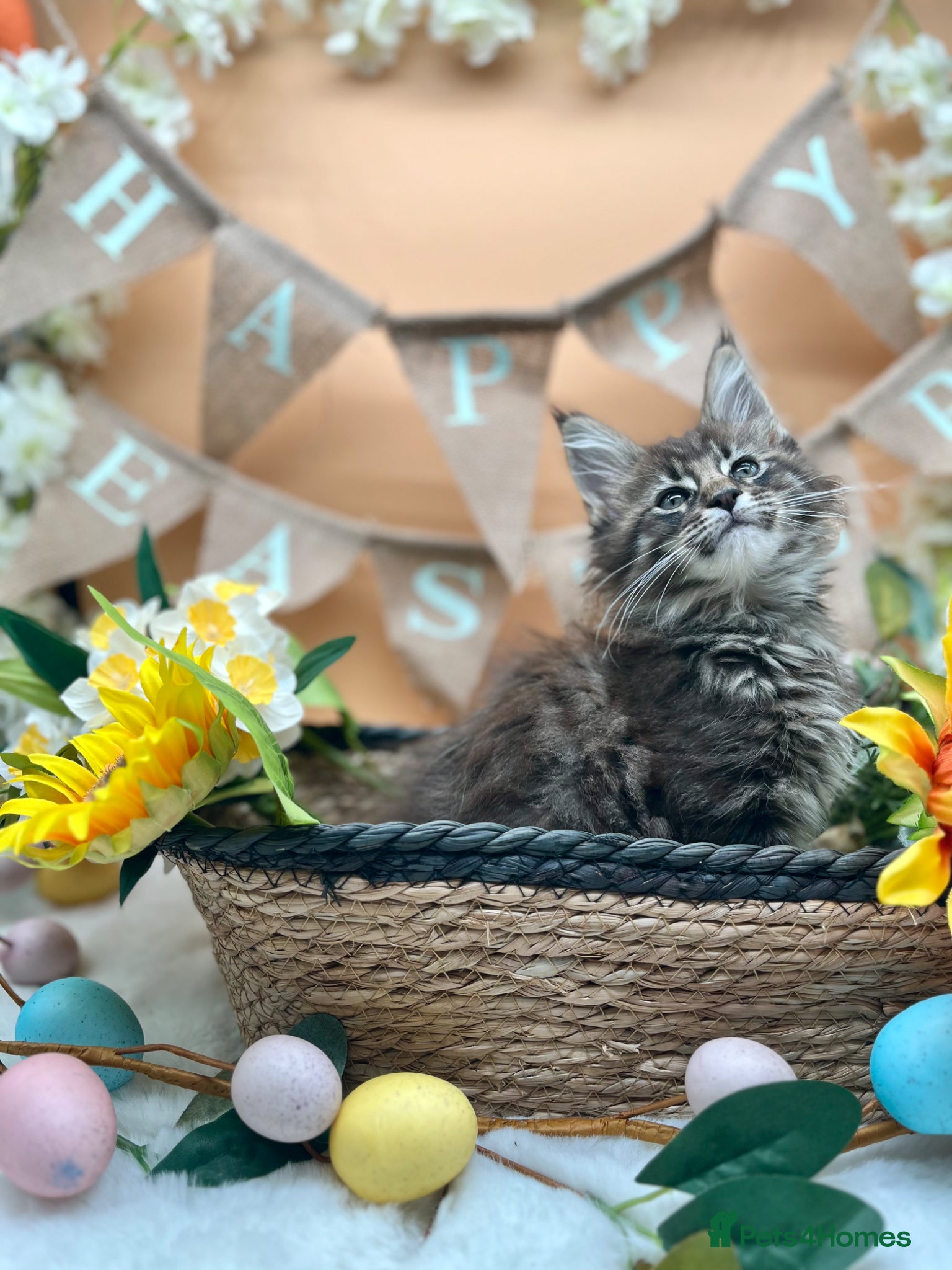 Maine Coon cats Stunning Tica Maine Coon kittens - Advert 10