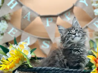 Maine Coon cats Stunning Tica Maine Coon kittens - Advert 10