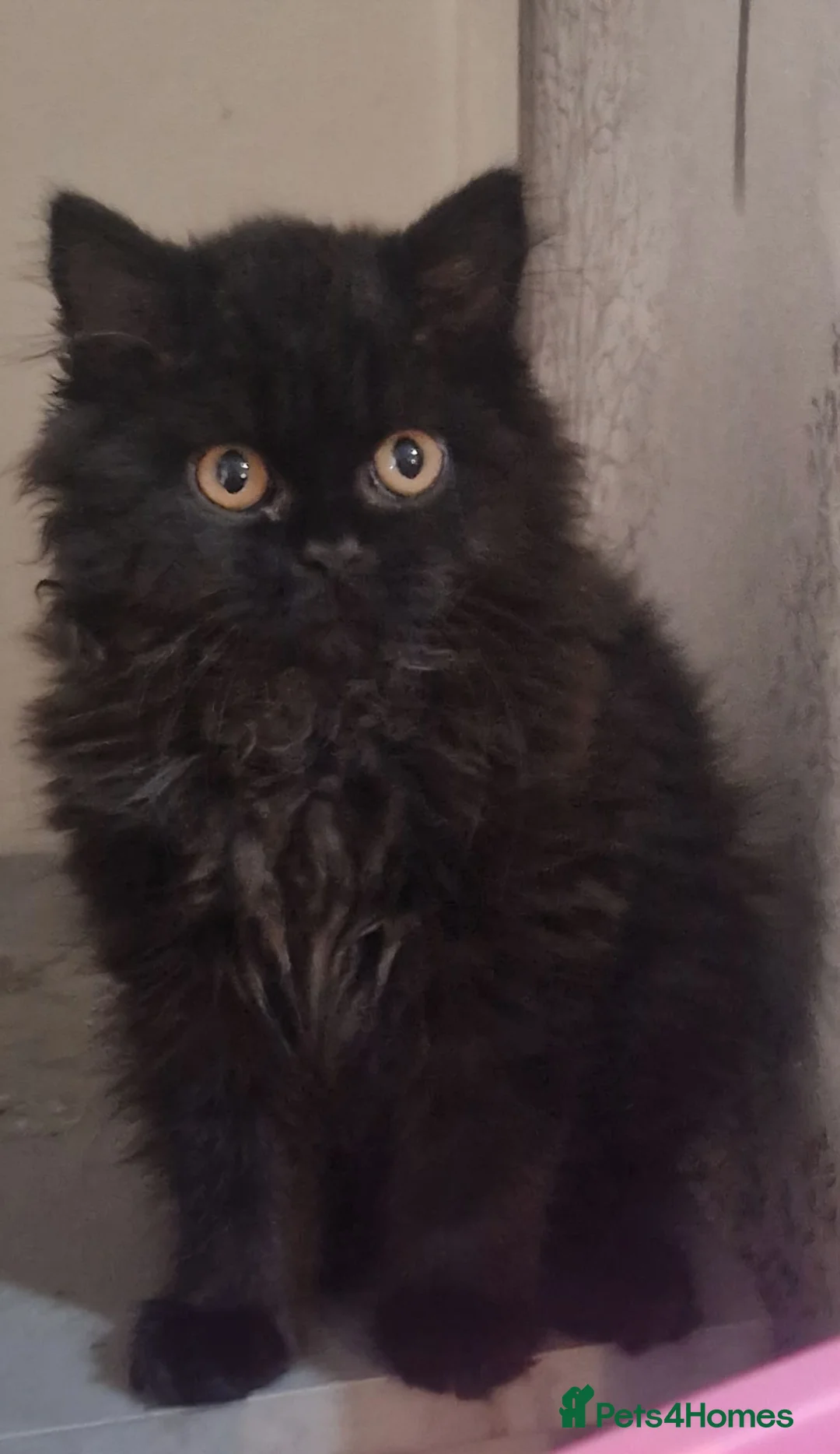 British Longhair cats for sale: Gorgeous GCCF reg British Longhair kitten  - Advert 2