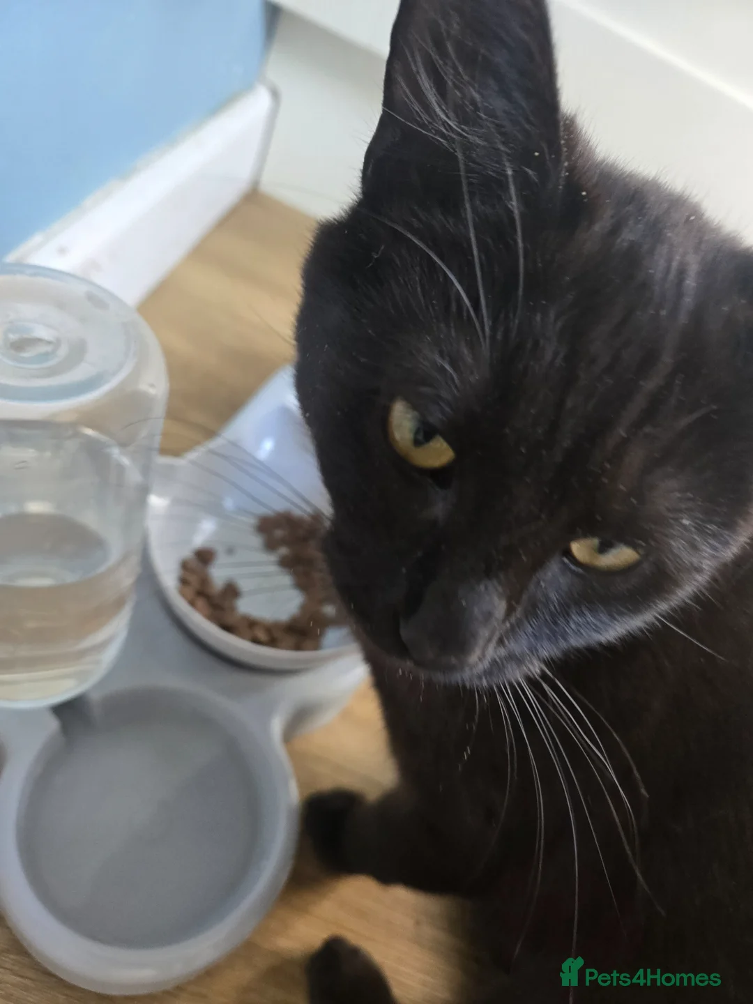 Mixed Breed cats for sale: 2 cats - Advert 2