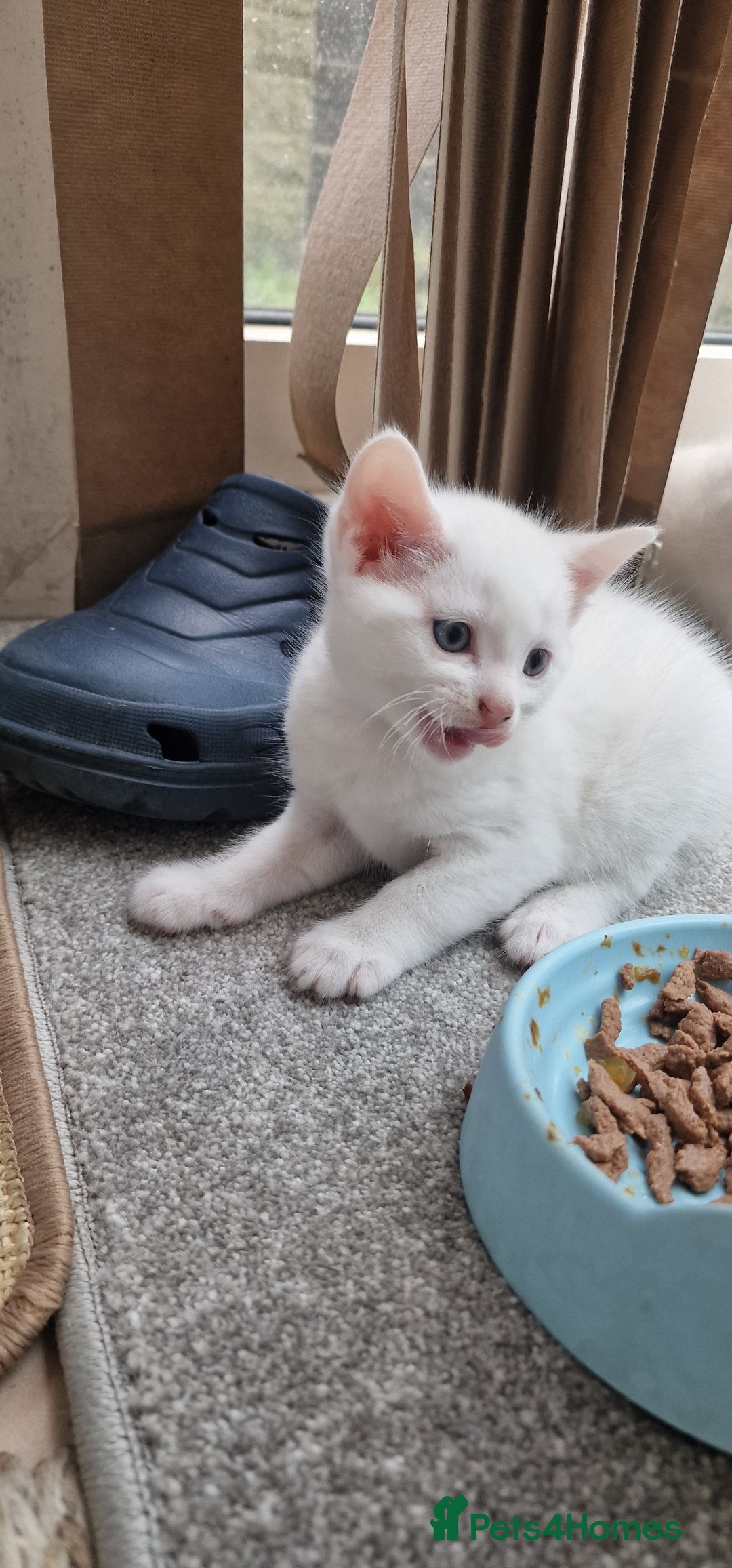 Mixed Breed cats for sale: White kittens. Ready Now. £150 each - Image 24
