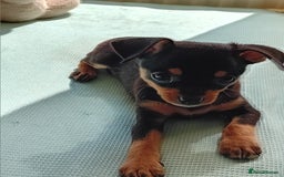 Miniature Pinscher dogs for sale: Mini pinscher for sele  - Image 9