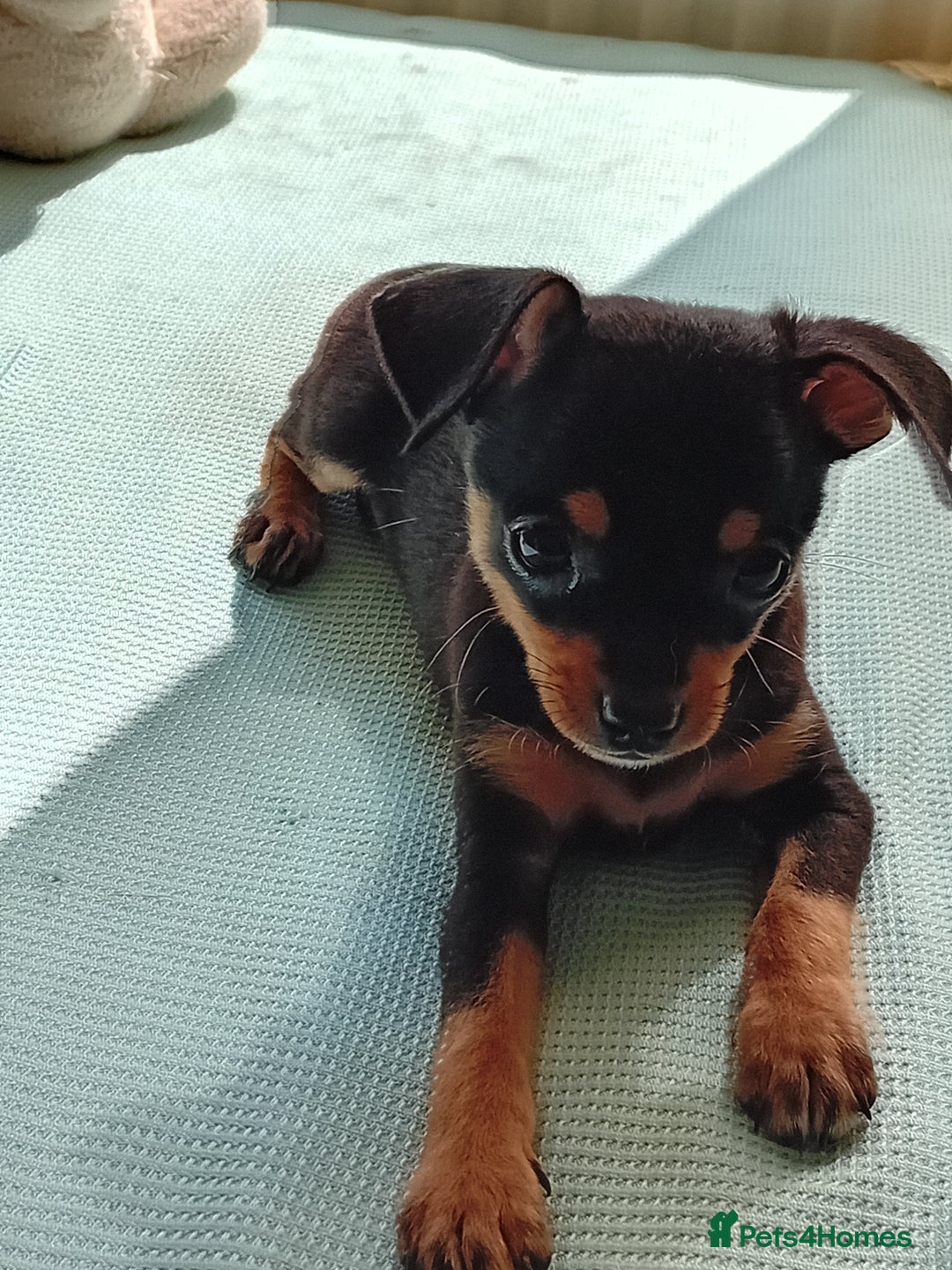 Miniature Pinscher dogs for sale: Mini pinscher for sele  - Image 9