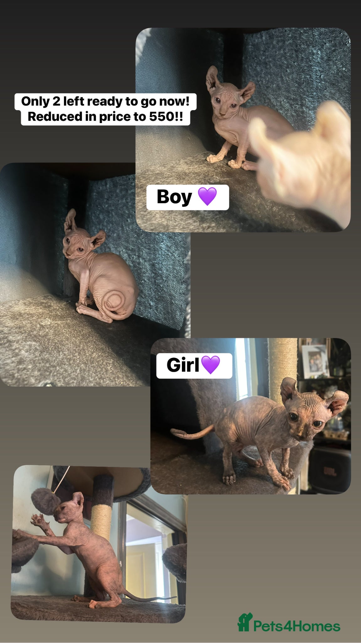 Sphynx cats Canadian Sphynx! Only 2 left! Reduced in price 💜 - Advert 3