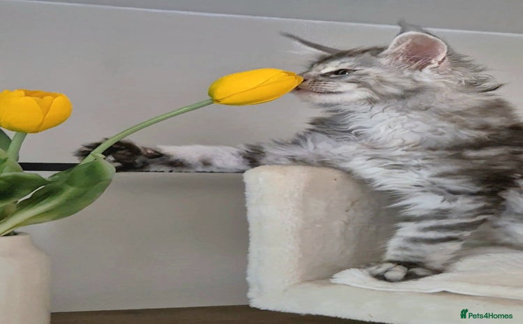 Maine Coon cats - Advert 6