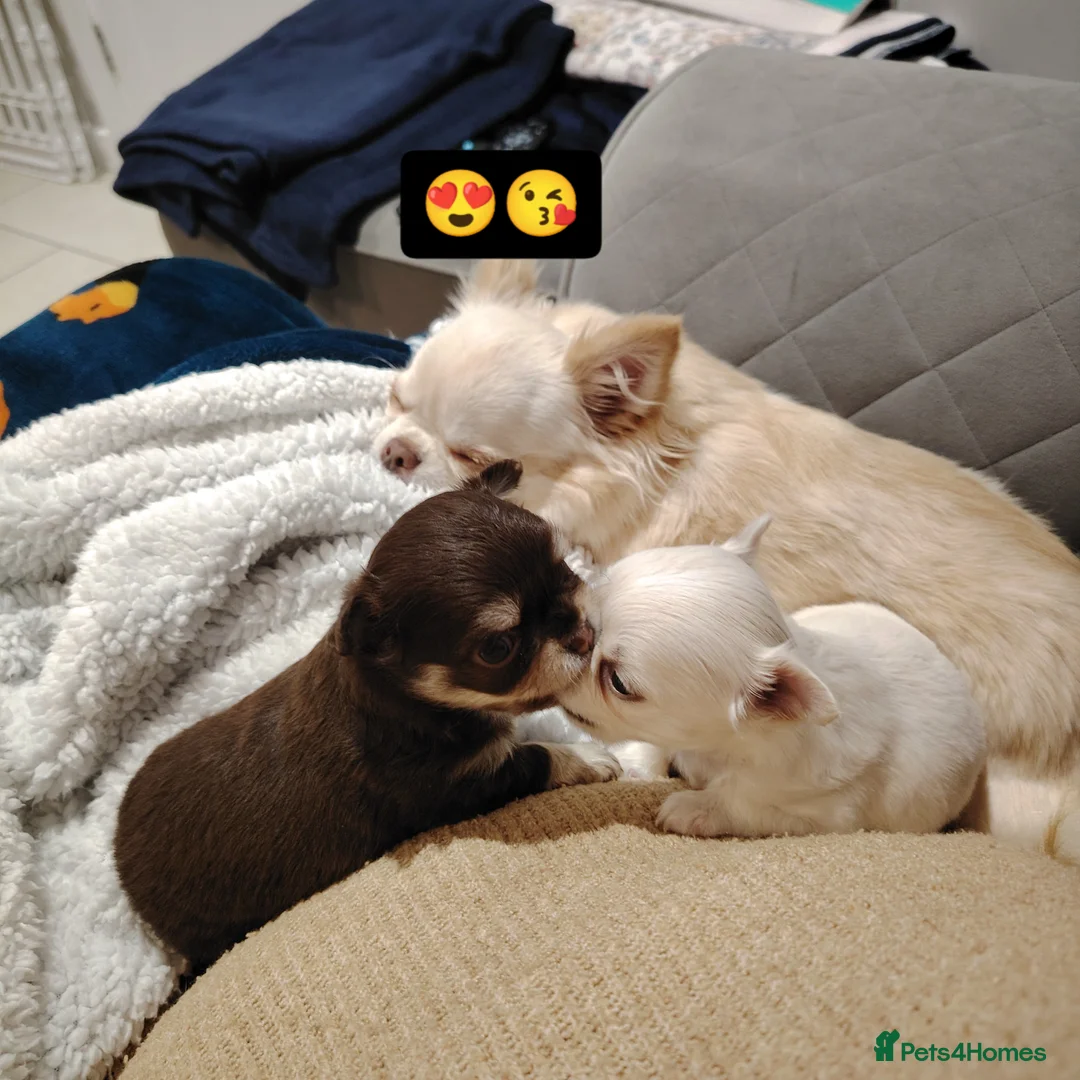 Chihuahua dogs for sale: Both girls are now reserved  - Advert 3