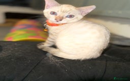 Bengal cats for sale: Blue Eyes Snow Lynx Bengal Kittens - Image 4