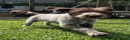 Mixed Breed dogs for sale: German pudlepointer x German wirehair pointer  in Norwich - Advert 7