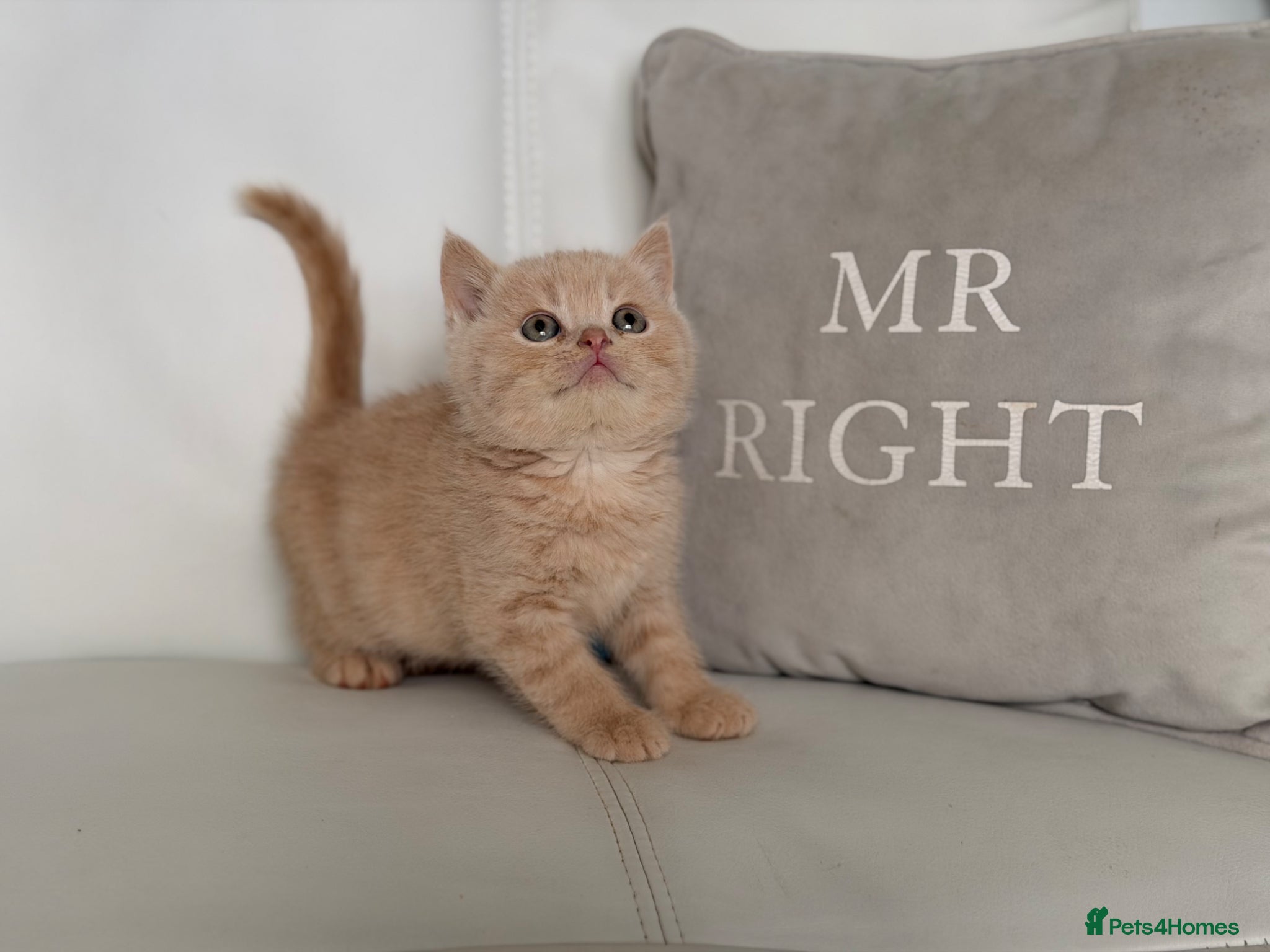 British Shorthair cats 🌸 BRITISH SHORTHAIR KITTENS 🌸 - Advert 10